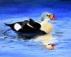 Painting Arctic Duck King Eider