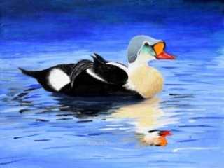 Painting Arctic Duck King Eider